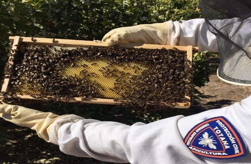 La Unidad de Apicultura de Proteccin Civil de Totana activa el dispositivo de recogida de enjambres de abejas coincidiendo con la floracin primaveral