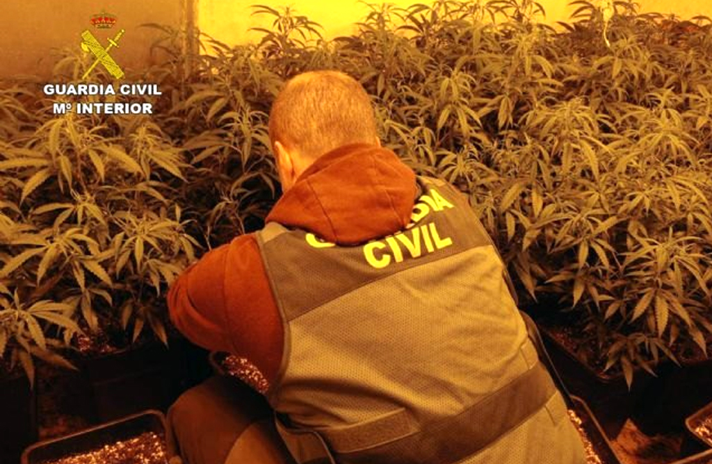 Detenidas tres personas por el cultivo de 367 plantas de marihuana en dos viviendas de Totana
