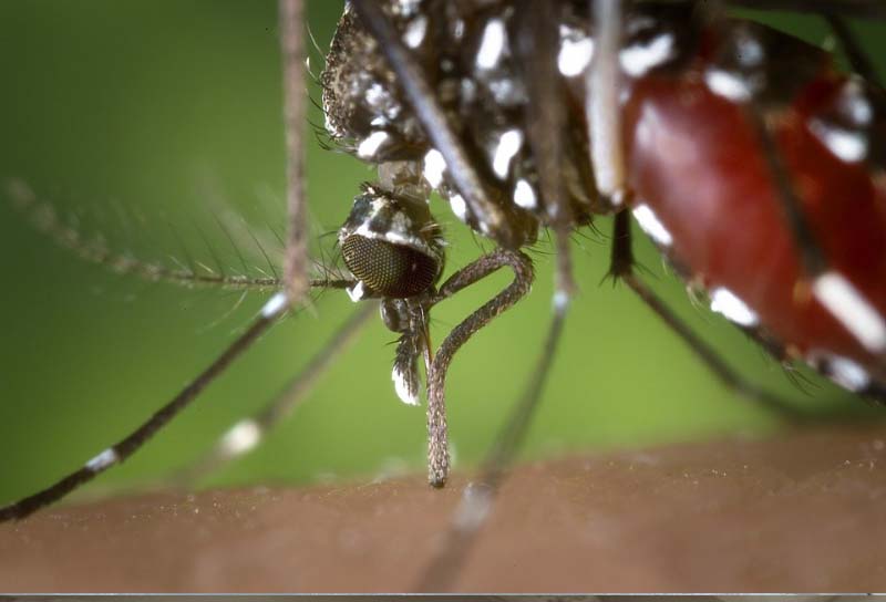 El Ayuntamiento participa en el Sistema Regional de Vigilancia Entomolgica del Mosquito Tigre.