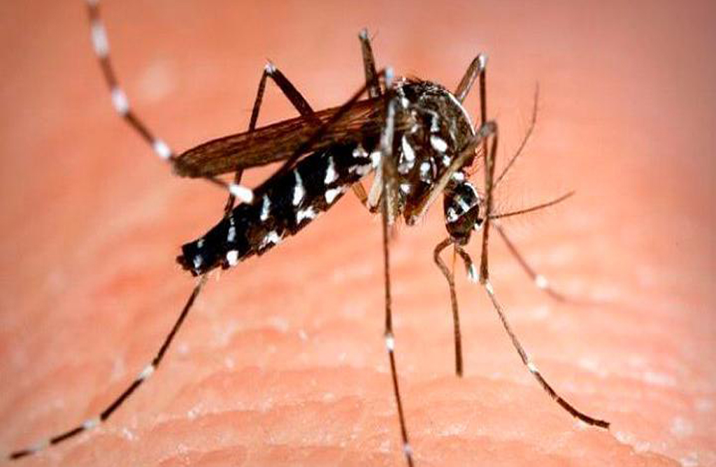 Los servicios municipales comenzaron hace un mes los tratamientos para combatir la presencia del mosquito tigre.