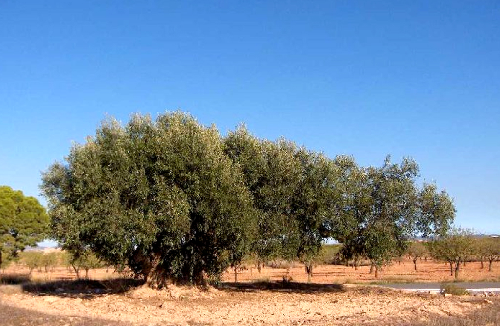 Ms de 2.500 agricultores y ganaderos se beneficiarn de las ayudas directas por la sequa que suman 7 millones
