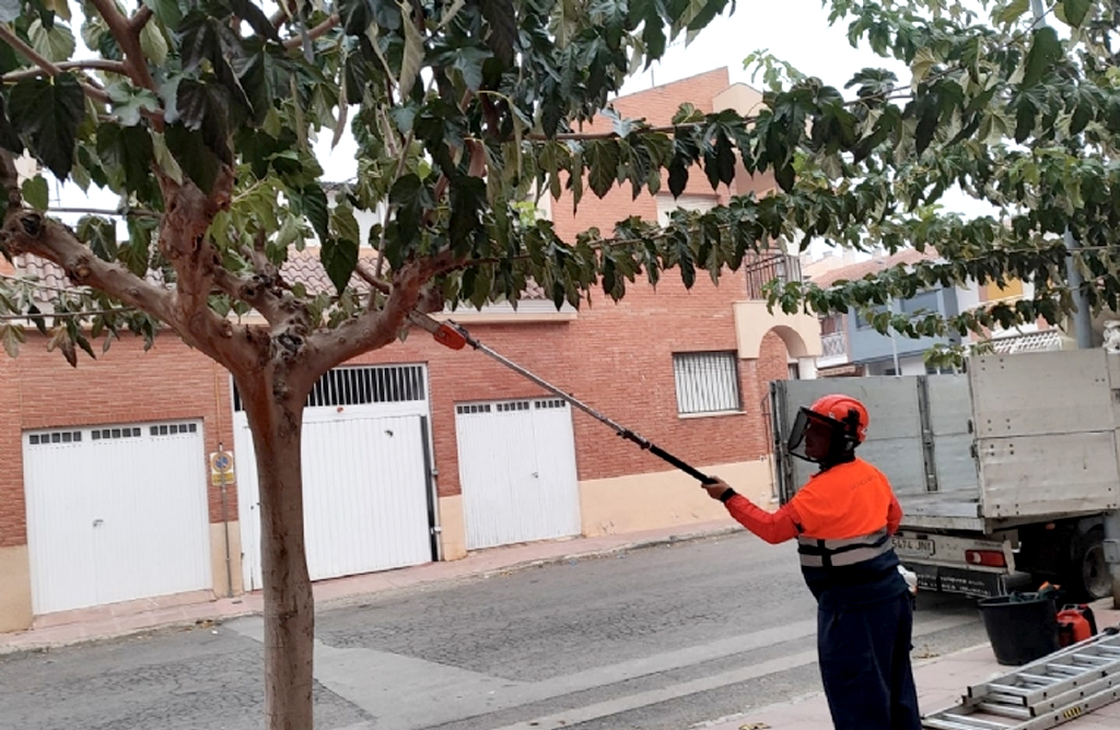 Se inicia la poda de moreras en espacios pblicos de Totana por un importe de ms de 15.000 euros
