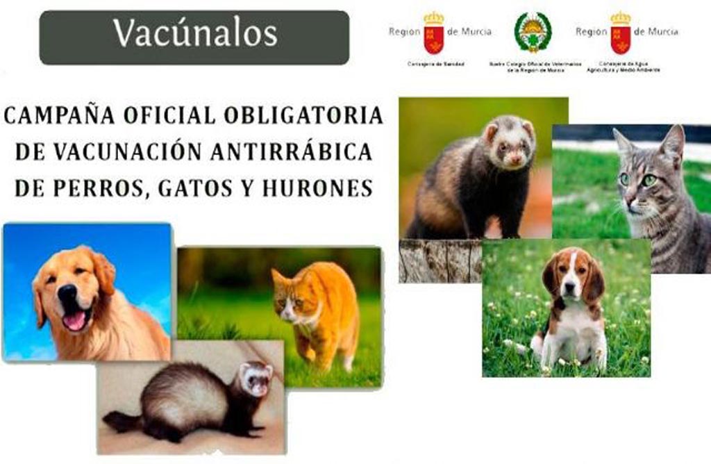 La campaa de vacunacin antirrbica obligatoria finaliza el 31 de agosto para especies caninas, felinas y hurones